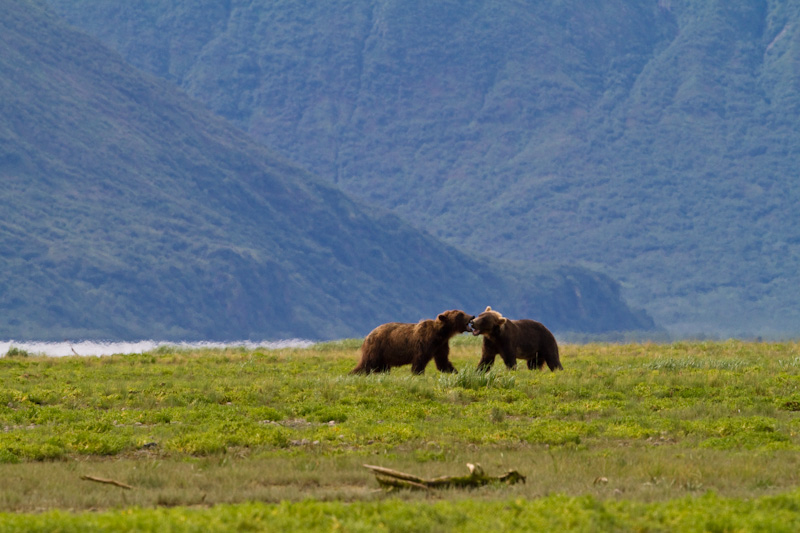 Fighting Grizzly Bears